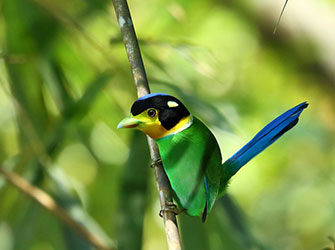 Long-tailed Broadbill